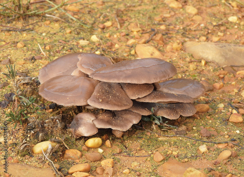 Pleurotus is a genus of gilled mushrooms which includes one of the most widely eaten mushrooms. Species of Pleurotus may be called oyster, abalone or tree mushrooms are of the most commonly cultivated