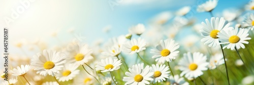 Beautiful Daisy Floral Background © Exotic Escape