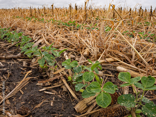 Soybeans growing in cereal rye and corn residue, regenerative agriculture