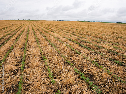 Soybeans sprouting in cereal rye and corn residue, regenerative agriculture