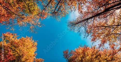 Panoramic autumn yellow orange leaves on blue sky. Golden autumn concept. Sunny day, warm weather. Autumn tranquil landscape. Autumnal serene scenic view tree leaves sky background. Beautiful nature