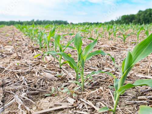 Corn growing in cereal rye cover crop residue, regenerative agriculture
