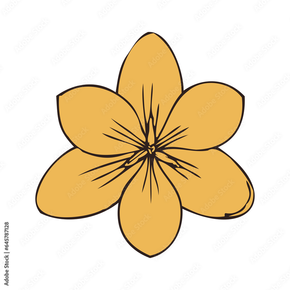 isolated hand drawn flowers colorful isolated hand drawn flowers colorful