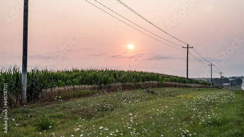 Corn field sun rise