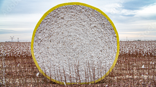 Cotton bale in no-till field