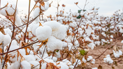 Cotton plant ready for harvest