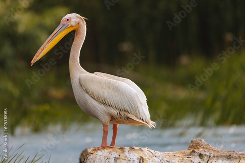 A majestic white bird perched on a log in the scenic Danube Delta Danube Delta wild life birds