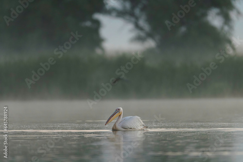 A pelican gracefully floating on the tranquil waters of the foggy Danube Delta Danube Delta wild life birds photo