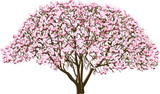 Magnolia tree blooming vector color illustration. 