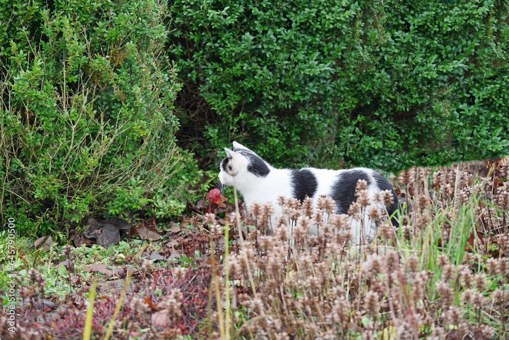 a white kitten with black patches among lush vegetation hunts in the garden