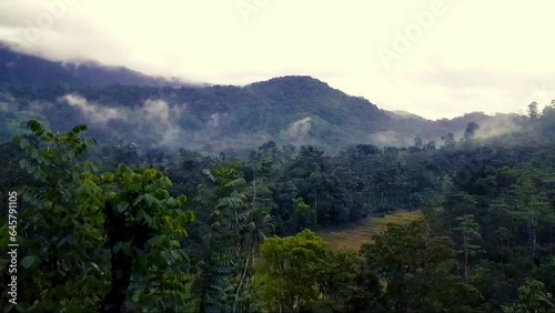 Rainy day at Sinharaja rain forest  photo