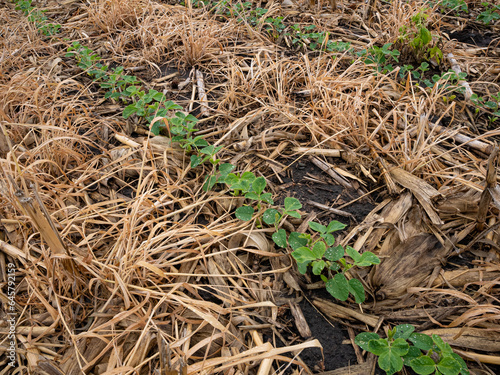 Regenerative agriculture, soybeans planted sprouting in corn residue and cereal rye.