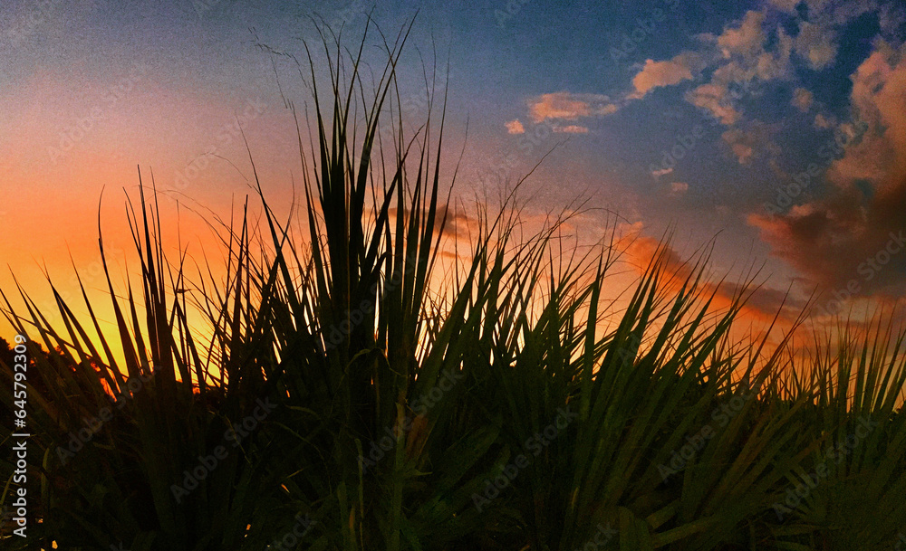 palm leaves in sunset