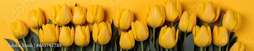 tulips on yellow background  copy space 