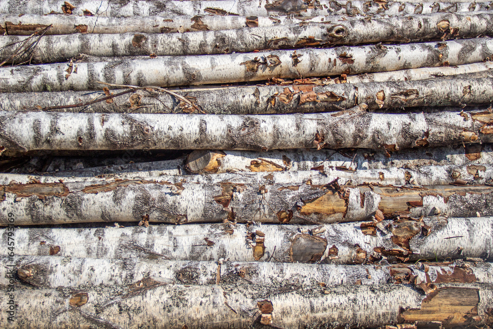Birch logs close-up. The sawmill industry. Birch logs close-up. The sawmill industry.