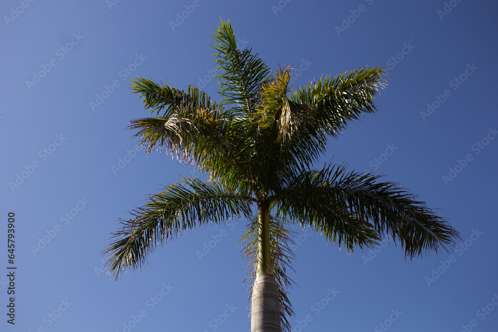 Palmera bajo el sol y cielo azul de fondo.