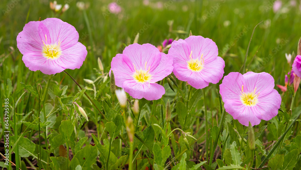Fototapeta premium Oenothera speciosa is a species in the evening primrose family known by several common names, including pinkladies, pink evening primrose, showy evening primrose, Mexican primrose, and buttercups