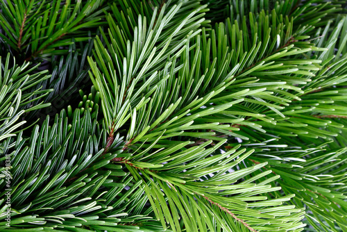 Fototapeta Naklejka Na Ścianę i Meble -  Green fir branch