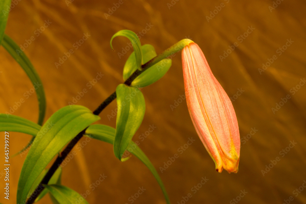 Obraz premium Tiger Lily Bud 03