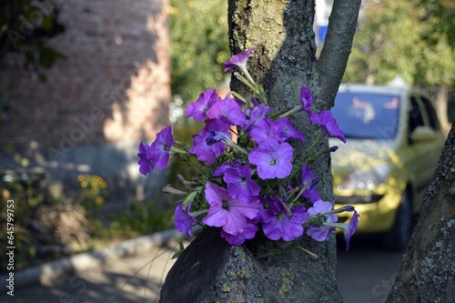 A bouquet of petunias on a tree on the background of a yellow car.