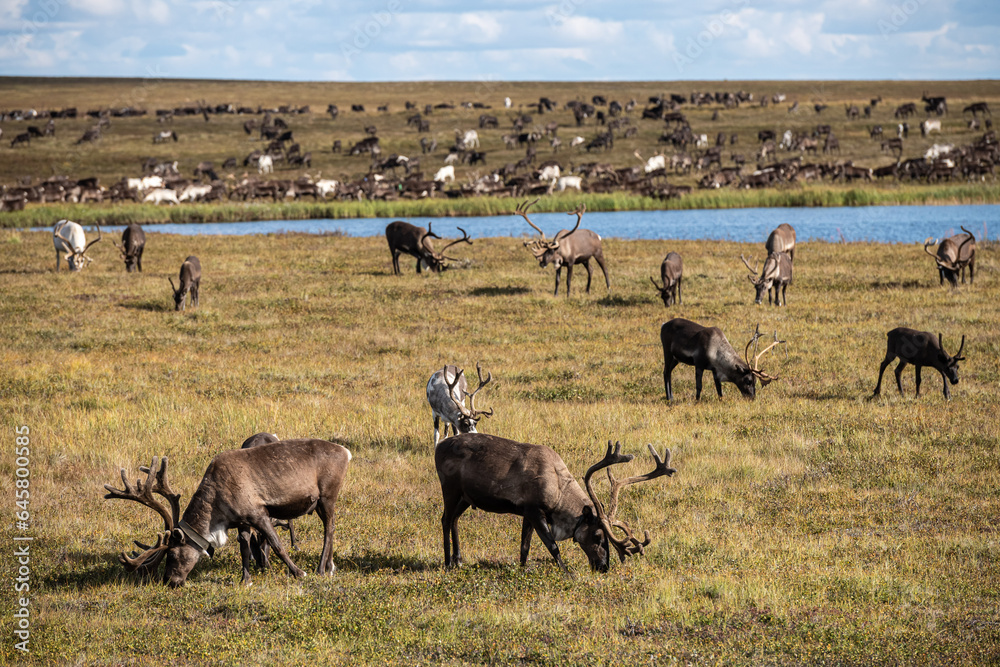 Naklejka premium reindeer grazing in the foothills of the Urals in summer