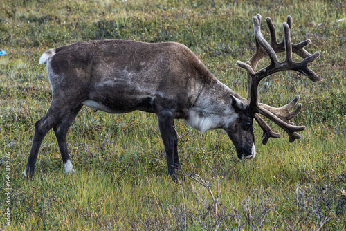 reindeer with big horns graze in summer