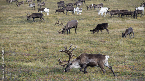 reindeer grazing in the foothills of the Urals in summer