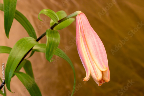 Tiger Lily Flower Opens 02