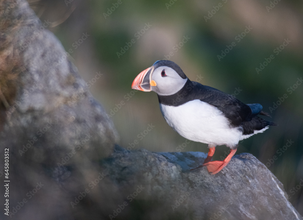Atlantic puffin bird in Norway on a cliff Atlantic puffin bird in Norway on a cliff