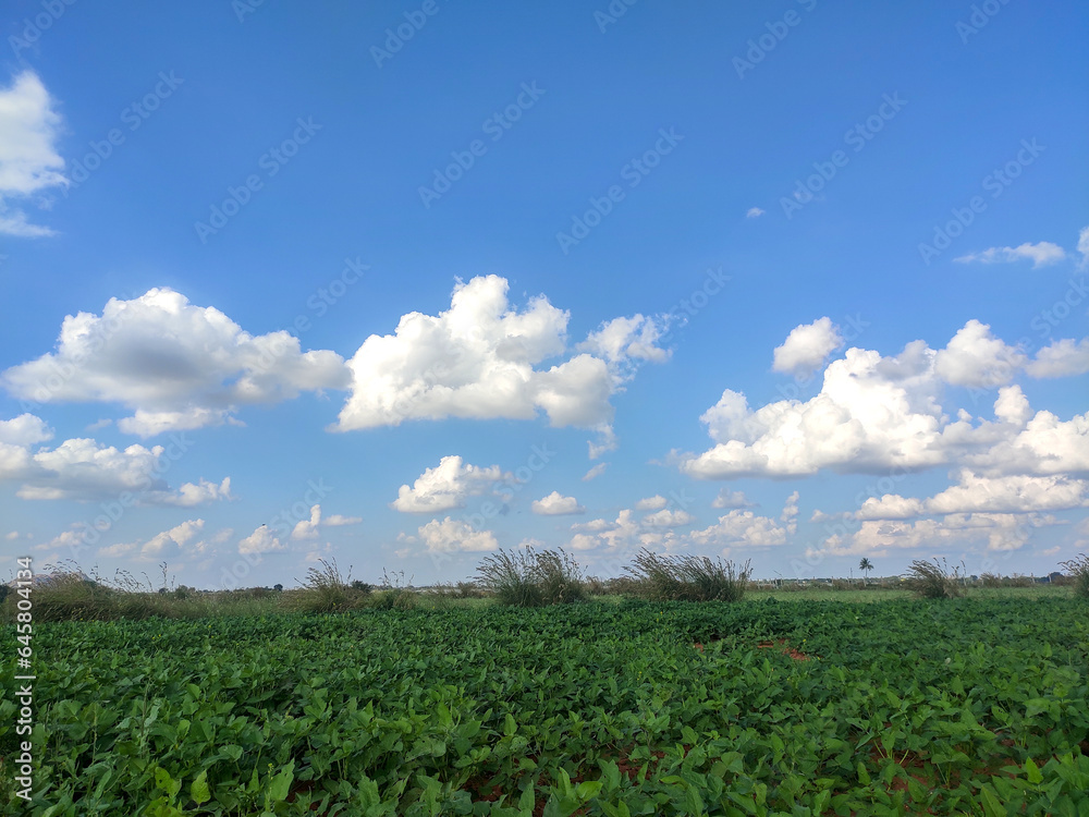 The field is lush and green, and the crops are swaying in the breeze. The sky is a clear blue, with a few puffy white clouds.