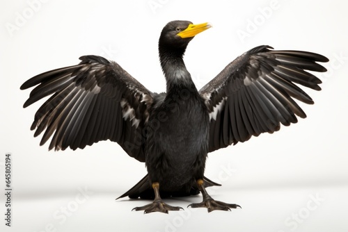 Double-crested Cormorant Phalacrocorax auritus, blank for design. Bird close-up. Background with place for text