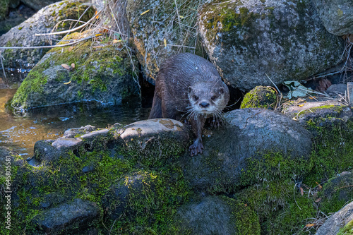 Asian small-clawed otter (Amblonyx cinerea or Aonyx cinereus).