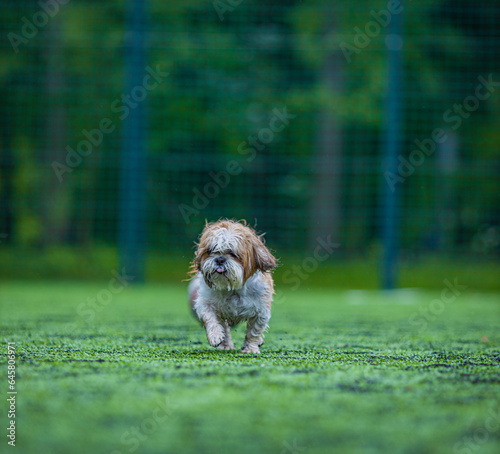 shih tzu dog runs in the park