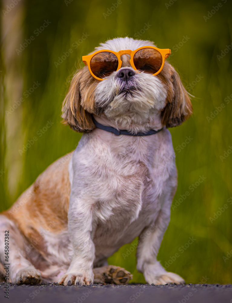 shih tzu dog wearing sunglasses in the park in summer