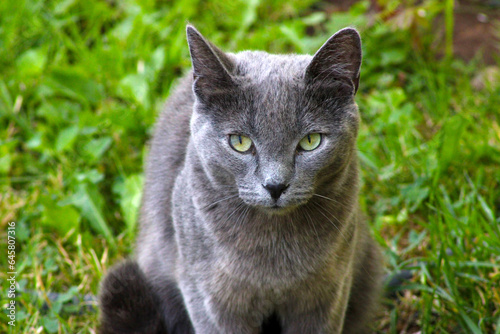 Fotografie Gandalf the Grey 01