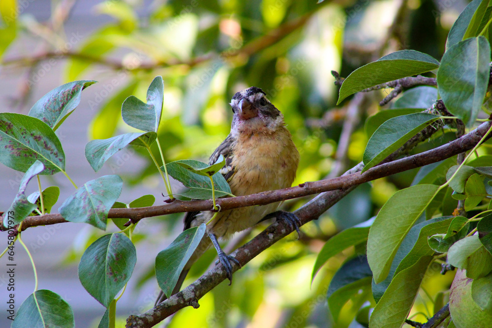 Pear Leaf Grosbeak 01 Pear Leaf Grosbeak 01
