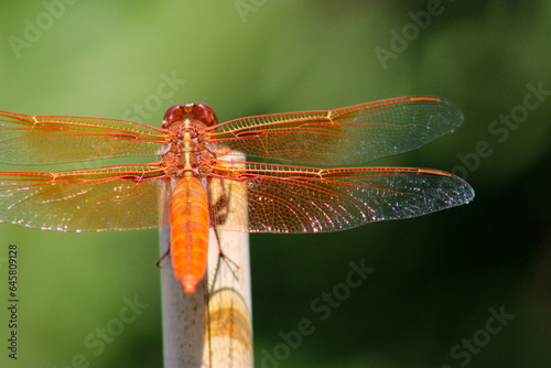 Dragonfly Firecracker Orange © C Vincent Ferguson
