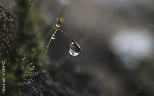 Morning Dew: A Reflective Moment in Edinburgh