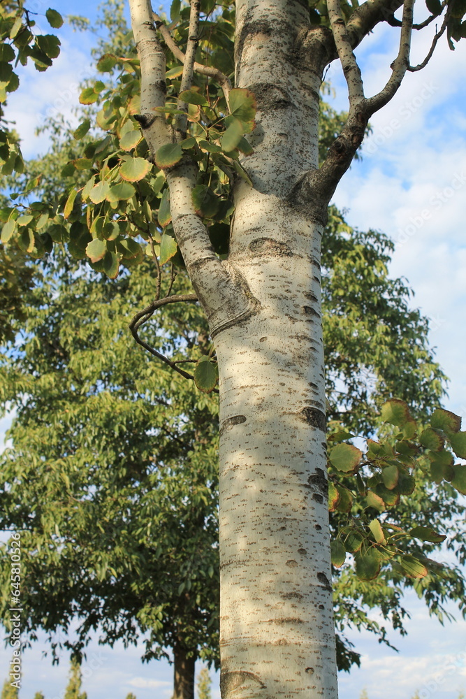 Fototapeta premium Aspen trunk