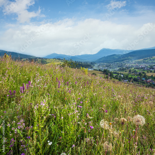Carpathian mountain countryside summer meadows with beautiful wild flowers