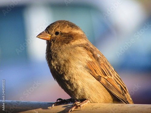isolated macro telephoto of sparrow on a branch