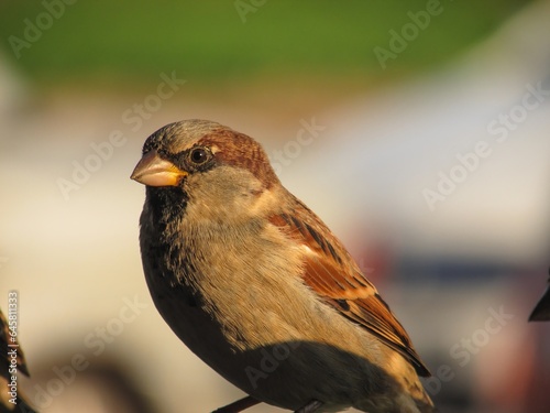isolated macro telephoto of sparrow on a branch