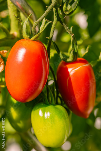Delicious Red Tomato Ready To Harvest