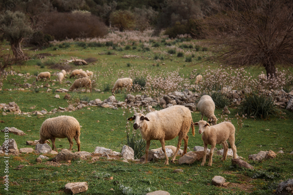 sheep graze on a green meadow in the mountains sheep graze on a green meadow in the mountains