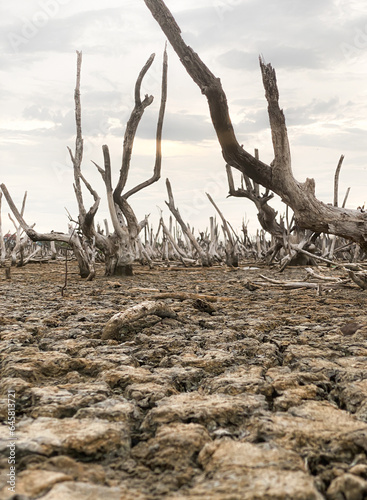 Destruction mangrove forest scenery, destruction mangrove forest is an ecosystem that has been severely degraded or eliminated such as habitat, and pollution, take care of the mangrove forest.