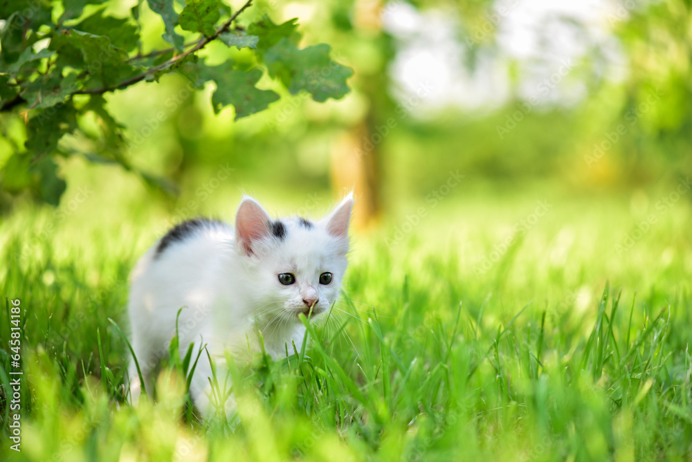charming white kitten walks in the garden on a sunny summer day, blurred background charming white kitten walks in the garden on a sunny summer day, blurred background