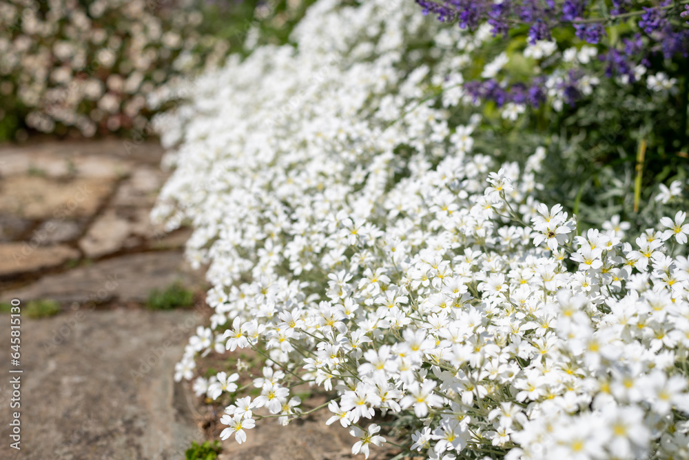 Close up of snow in summer (cerastium tomentosum) flowers in bloom Close up of snow in summer (cerastium tomentosum) flowers in bloom