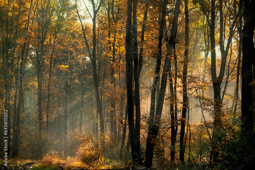 Fototapeta premium autumn forest early in the morning, the sun's rays filtering through the branches and fog. 