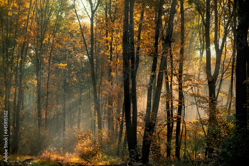 autumn forest early in the morning, the sun's rays filtering through the branches and fog.   © Ann Stryzhekin