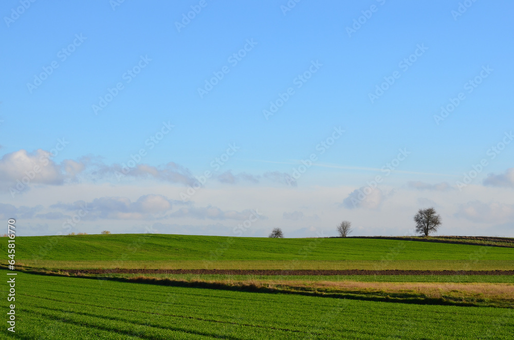 Autumn landscape with winter wheat and blue sky